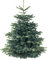 Weihnachtsbaum Set 10 Pflanzen 5 jährig 25-40cm ideal zum Aufpflanzen von Weihnachtsbäumen Nordmanntanne 5 Nordmanntannen + 5 Kork Tannen günstig als Set Abies nordmanniana Wurzelware