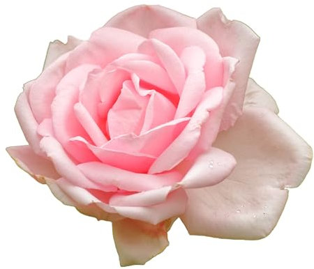 Rare Climbing Rose Plant, 'New Dawn', 2 x Full Plants in 5 Litre Pots, Roses, Fragrant Rose, Garden Flowers, Garden Ready and Ready to Plant, Premium Quality Roses