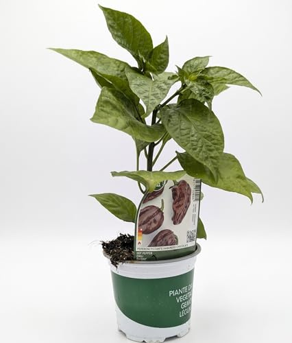 Pianta Peperoncino Piccante Habanero Chocolate in Vaso | Pianta Viva da Coltivare | Piccantezza Intensa e Aroma Affumicato | Ideale per Balcone, Terrazzo e Orto