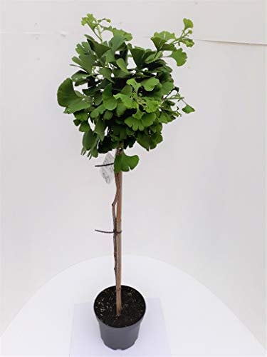 Ginkgo biloba Mariken - Stämmchen, Kugel-Ginkgo, Höhe: 110-120 cm + Dünger