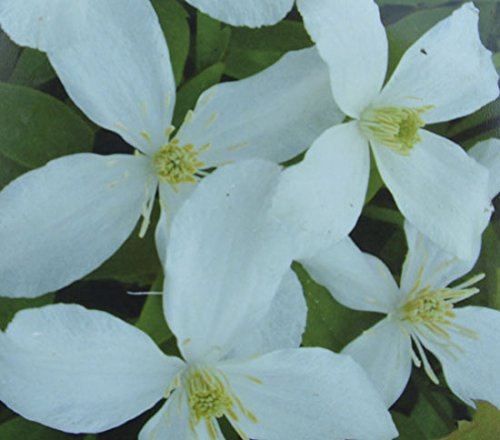 Clematis Montana 'Alba' 15cm Deep Pot Size