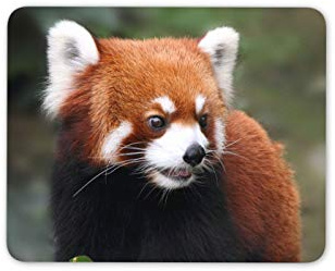 Endangered Red Panda Mouse Mat Pad - China Chinese Animal Gift Computer #14159