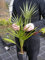 Portal Cool Chamaerops humilis Vq 9X9X20 Palma di San Pietro