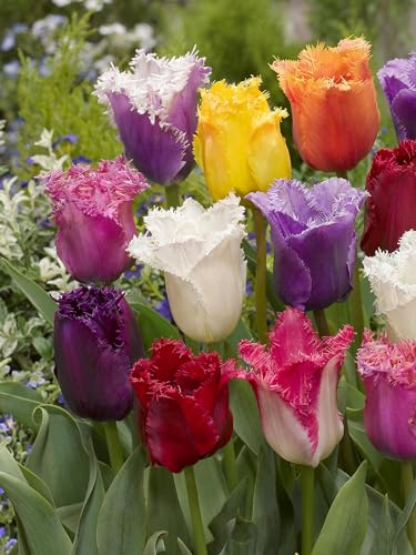 Mehrfarbige Garten Tulpenzwiebeln gefranst, 50 Stück, Tulipa, Blumenzwiebeln, pflegeleicht extrem frisch