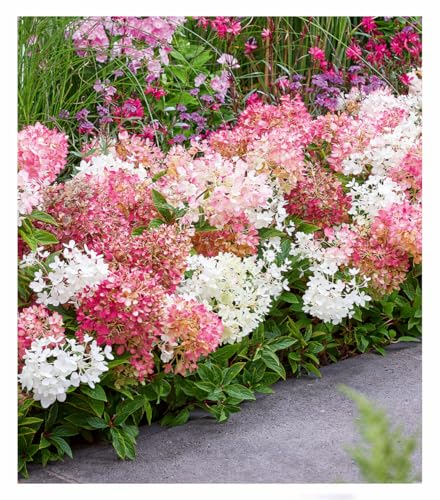 BALDUR-Garten Niedrige Hortensie 'Groundbreaker®',1 Pflanze
