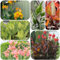 tuberi di canna indica - piante in vaso resistenti all'esterno bulbi di canna piante per luoghi soleggiati, fiori da giardino bulbi fiori, da balcone aconito invernale, per balcone 4pcs