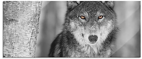 Pixxprint Glasbild Panorama, Wandbild aus Echtglas, wunderschöner wachsamer Wolf, 100x40 cm, inkl. Aufhängung und Abstandshalter