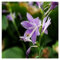 Funkien zwiebeln,Hosta Wurzel,winterharte Blumenzwiebeln,Umwelt verschönern,funkien knollen,funkien rhizome,hosta plant,duftend,hosta pflanze winterhart(große Zwiebeln,ohne Samen)-15zwiebeln-E