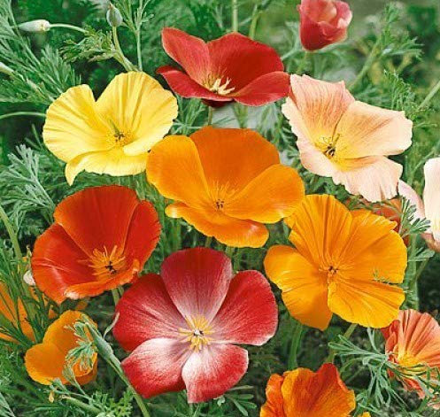 PAPAVERO DELLA CALIFORNIA - ESCOLZIA NR.100 SEMI