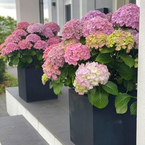 Hortensie 'Dolly Buster'®, 3er-Set, Höhe 30-40 cm, Topf 5 Liter