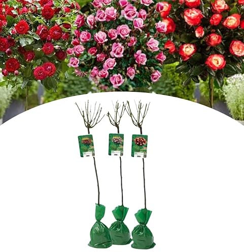 NatureNest, Stammrose Misch, Rosa, Rot, Pink, 2- Färbung, 3 Stück, 110-140 cm, Gartenpflanzen, Blumenbeet
