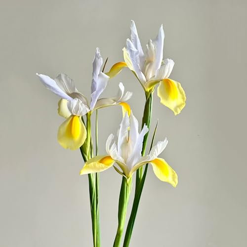 2 pcs Iris Bulbs, Winterharte Stauden Mehrjährig Gelb Apollo Schwertlilien Zwiebeln, Deko Wohnzimmer, Kleine Geschenke Balkonblumen, Topfpflanzen Draußen Winterhart Blumen Zwiebeln,