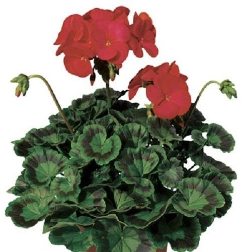 15 Semi Geranio Zonale Ringo 100 Profondo Rosso Geranio Semi:Grani