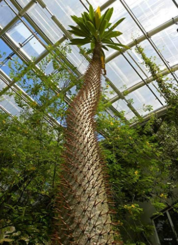 PLAT FIRM Germinación de las semillas: 10 Pachypodium lamerei palma de semillas de Madagascar árbol fresco