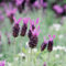 25 pcs lavendel samen winterhart dachbegrünung dekoration wohnzimmer lavendelsamen zum pflanzen - Lavandula angustifolia herbs topfpflanzen draußen winterhart kräuterbeet