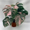 50 graines fraîches de plantes Monstera
