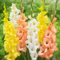 Gladiolenknolle-Winterhart MehrjäHrig,Gladiolen Knollen,Gladiolen Zwiebeln Mix,Gladiolen Zwiebeln Winterhart,Gladiolen Blumenzwiebeln,Gladiolen Zwiebel,Bonsai Pflanze-3zwiebeln-b