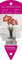 Young Generation Amaryllis Hippeastrum Minerva