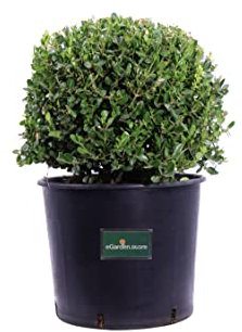 Pianta di Bosso Microphylla Faulkner Sfera pianta di Buxus Faulkner Sfera pianta da esterno pianta da giardino pianta ornamentale di Bosso pianta vera di Buxus Faulkner Sfera venduta da eGarden.store