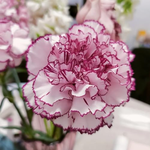 500 pcs Nelken Samen frühblüher pflanzen, outdoor pflanzen Nelken Samen Mehrjährig, plantura wildblumensamen mehrjährig winterhart blumensamen kaufen, frühlingsblumen wildblumenwiese,