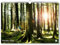 artboxONE Kalender 2026 WÄLDER Wandkalender A3 2026 Natur