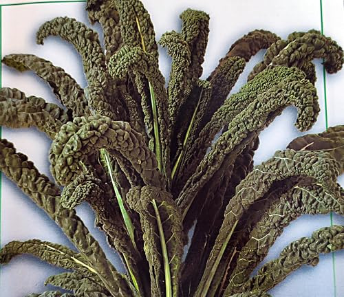 250 Samen Palmkohl Nero di Toscana Kohl Grünkohl Schwarzkohl