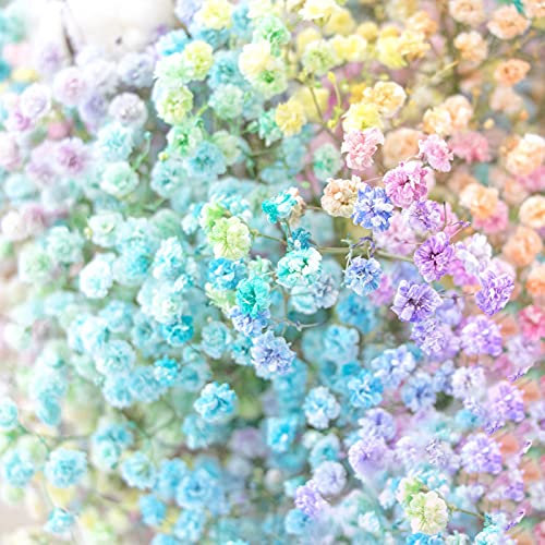 XQxiqi689sy 100 unids/Bolsa Gypsophila Paniculata no GMO de Crecimiento rápido al Aire Libre Hermosas Semillas de Flores Multicolor Color de la Mezcla Semillas de Gypsophila