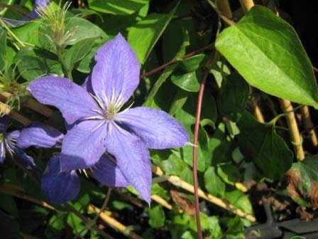 Clematis Durandii (60-100 cm) - Waldrebe/Klematis