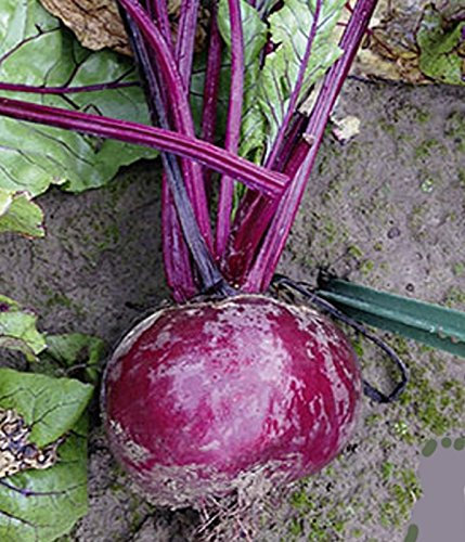 Rote Rüben Mini Rote Beete Babybeet RZ Samen