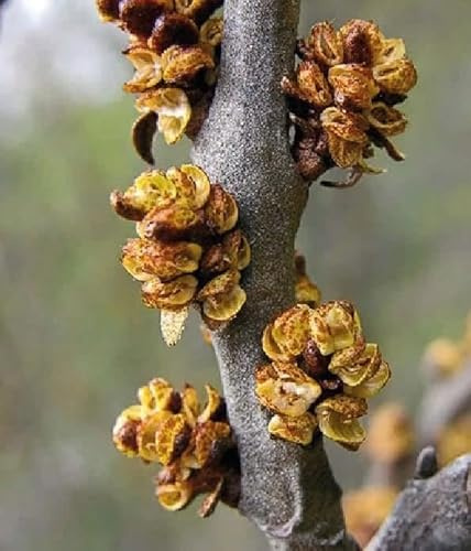 Männlicher Sanddorn Hikul 2L - notwendig für die Fruchtbildung weiblicher Sorten