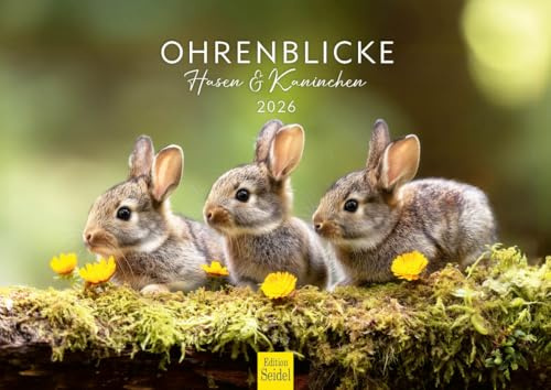Edition Seidel Premium Kalender Ohrenblicke Hasen und Kaninchen 2026 Format DIN A4 Wandkalender Tierkalender Tierkinder Wildtiere Waldtiere Haustiere
