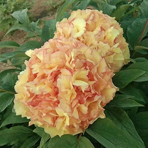4 Stück pfingstrosen deko pflanzen winterhart zwiebeln knollen pfingstrose - Seltene Pflanzen serie - Hydroponik wildblumen gartenblumen frühblüher zwiebeln bienenfreund