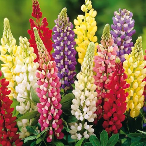 10 Lupinenknollen Mix - Extra-Großpackung - Sommerblühende Lupinen für Garten, Töpfe & Balkon - Gartenfertige Blumenzwiebeln