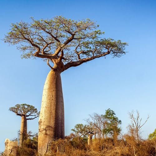 60 Pcs Affenbrotbaum Samen - Baobab Baum Kaufen Samen Balkonpflanzen Winterhart Mehrjährig, Samen Balkon (Adansonia Digitata) Gartenpflanzen Winterhart Mehrjährig Indoor Plants, Stauden