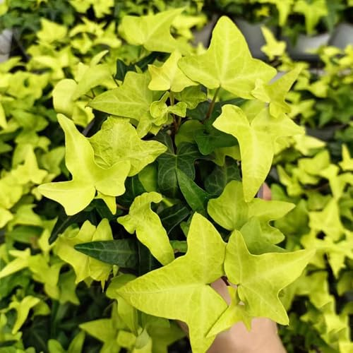 50 Pcs Efeu Pflanze Samen, Ivy Samen - Balkonpflanzen Winterhart Mehrjährig Efeutute Ivy Vines Samen, Seltene Pflanzen, Hochbeet Samen Pflanzen Für Draußen Winterhart Luftreinigende