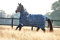 Rhino Plus Turnout lite, Navy Check/Indigo, 155