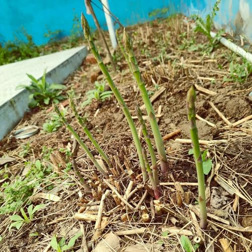 300 pcs wilder spargel samen - pflanzensamen gemüse, seed spargel pflanzen kaufen gemüsebeet balkon, pflanzensamen gemüse saatgut, pflanzen balkon alte sorten saatgut, kräutergarten