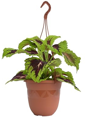 Plastard Blumentopf Hängeampel 18 cm Durchmesser Farbe Terrakotta, Kunststoff Hängetopf ohne Löcher für Innen und Außen, Deko Übertopf zum hängen, witterungsbeständiger Pflanzkübel