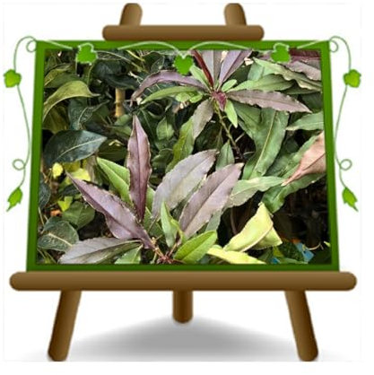 EURO PLANTS VIVAI Pesco Nano a Foglia Rossa Pianta da Frutto su Vaso da 26 cm Pianta Alta 80-100cm 4 Anni