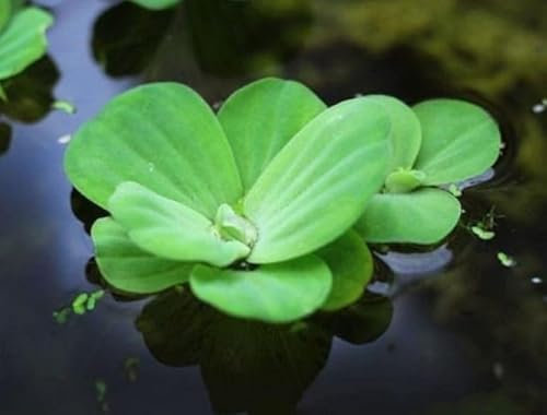 Floratica Water Lettuce (Pistia Stratiotes) Live Aquarium Plants Tropical Fish Tank Oxygenating Floating Shrimp Safe Snail Free (12)