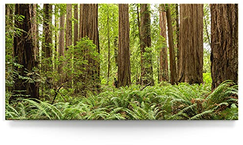 BilderKing Wandbild Mammut Bäume Wald - 120cm x 60cm Leinwand auf Fertigrahmen + Aufhänger