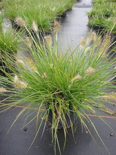 Pennisetum alopecuroides Little Bunny - Zwerg-Lampenputzergras - Lampenputzergräser