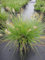 Pennisetum alopecuroides Little Bunny - Zwerg-Lampenputzergras - Lampenputzergräser