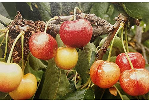 Vivai le Georgiche - Pianta vera di Ciliegio Imperiale di Caserta - Prunus avium 'Imperiale di Caserta' - - diametro vaso Ø 20 cm