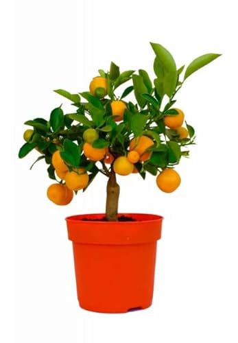 Calamondín Natural Árbol Frutal de Tamaño Pequeño