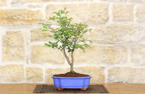Pollice Verde - Bonsai di Ciliegio Giapponese Kojo-no-mai - Vaso Smaltato Azzurro - Fioritura Invernale - Pianta Vera, 40 cm - Design Elegante, Tranquillità Orientale - Pianta per esterno