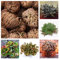Rose Von Jericho Selaginella Lepydophylla Rose Von Jericho Echte Lucky Reptile Fruchtbarkeitspflanze Wunder Auferstehungspflanze Zierpflanze Anastatica Hierochuntica 4 Rose Von Jericho Zwiebeln