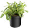 mgc24 Salbei, Salvia officinalis, frische Gärtnerqualität, mediterran, Küchenkräuter im 14er Topf, winterhart, mehrjährig, perfekt für den Kräutergarten, 3 Pflanzen