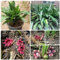 5 pcs schusterpalme zimmerpflanze samen, flowers, pflanzen, Aspidistra elatior, bienenwiese saatgut mehrjährig winterhart, pflanzensamen blüten, kräuterbeet blumenwiese samen mehrjährig,