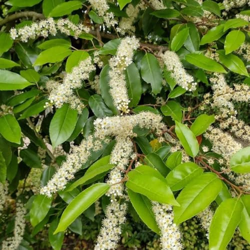 Semillas de laurel cerezo, Prunus laurocerasus, plantas raras Las plantas de laurel cerezo son resistentes, arbustos de crecimiento rápido Arbustos florecientes resistentes Variedades 30pcs